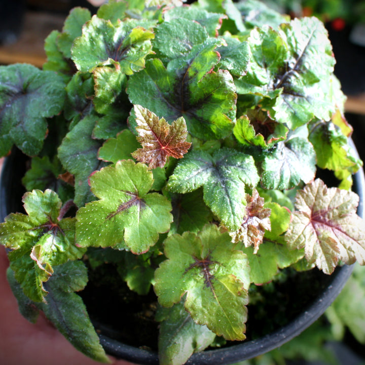 Tiarella cordifolia 'Sugar And Spice' PP16738 Foam Flower, Perennial