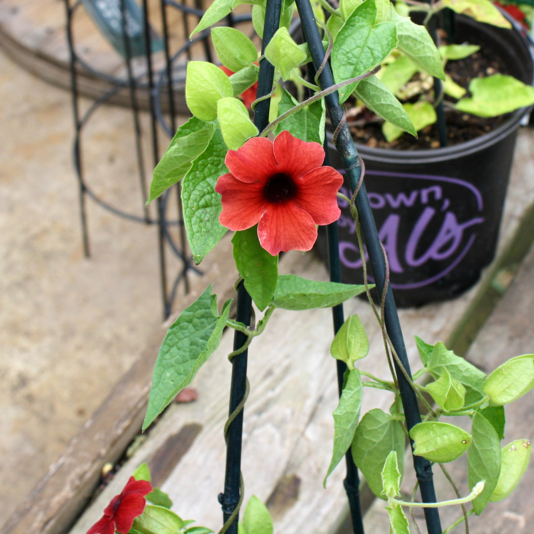 Al's Garden & Home 'Sunny Susy® Cherry' Black-Eyed Susan Vine (Thunbergia alata), 1 Gallon vine annual