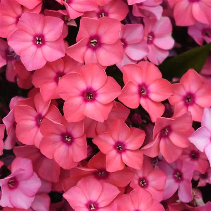 Al's Garden & Home 'Super Ka-Pow Coral' Garden Phlox (Phlox paniculata), 1 Gallon perennial