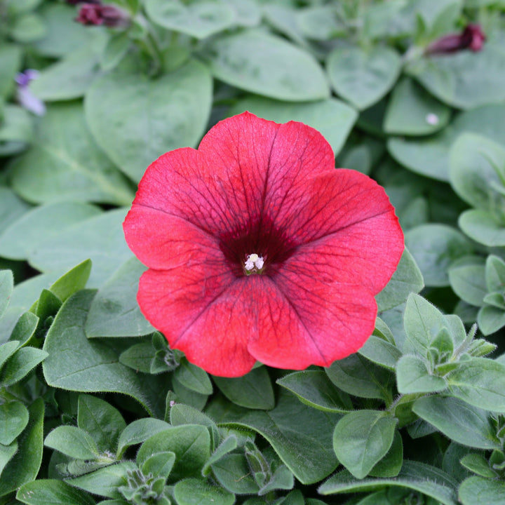 Petunia x 'Surprise Fire Engine Red' Premium Petunia, Annual