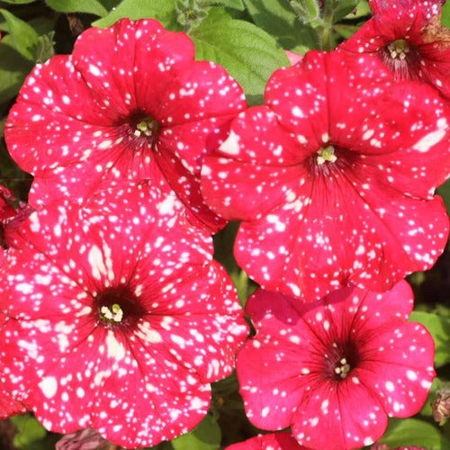 Petunia x 'Surprise Sparkle Red' Premium Petunia, Annual