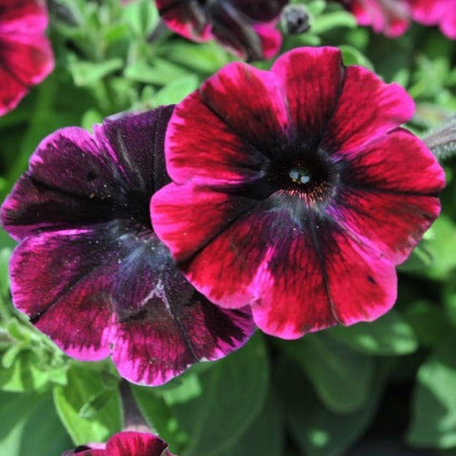 Petunia x 'Sweetunia Johnny Flame' Premium Petunia, Annual
