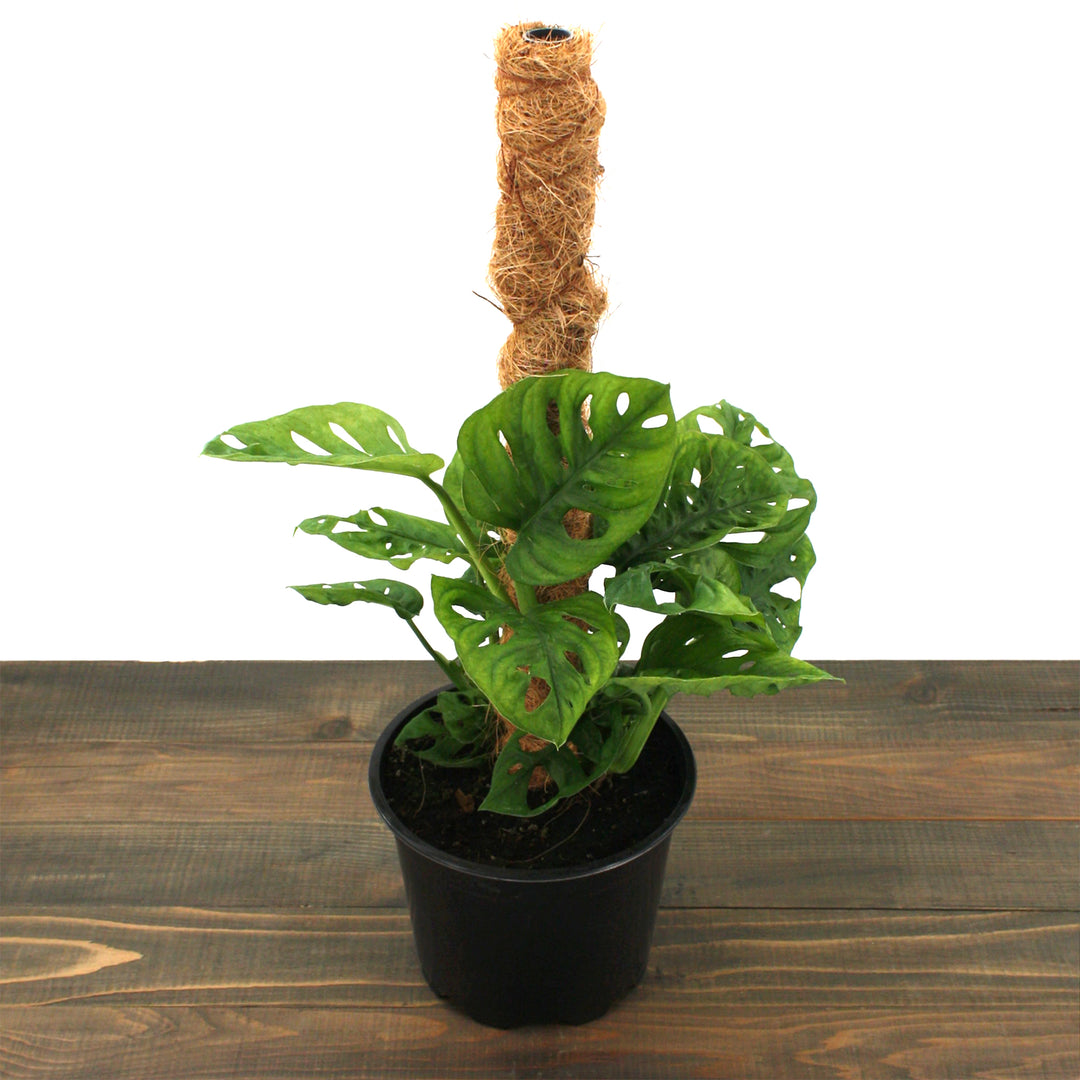 Amro Nurseries generic Swiss Cheese Monstera (Monstera adonsonii), 8 Inch on Coir Moss Pole houseplant