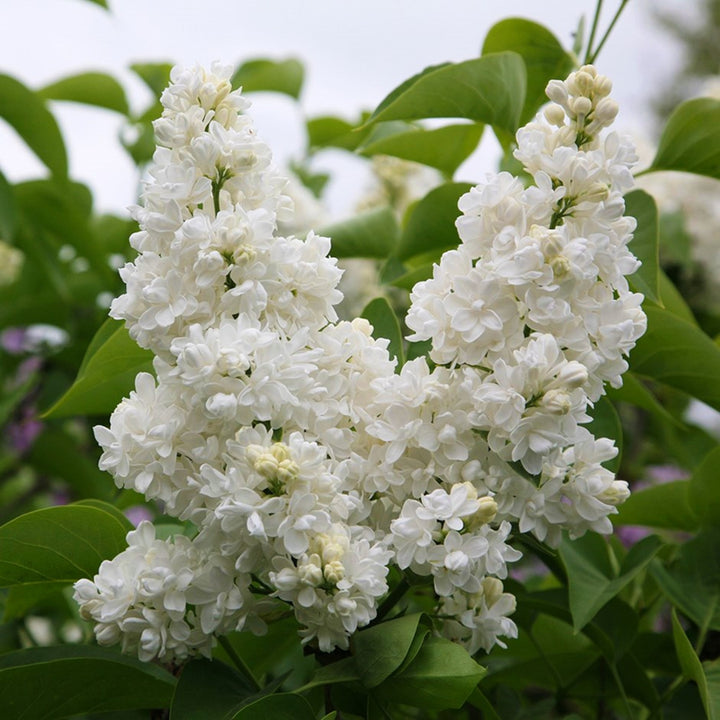 Al's Garden & Home 'Madame Lemoine' Lilac (Syringa), 2 Gallon shrub