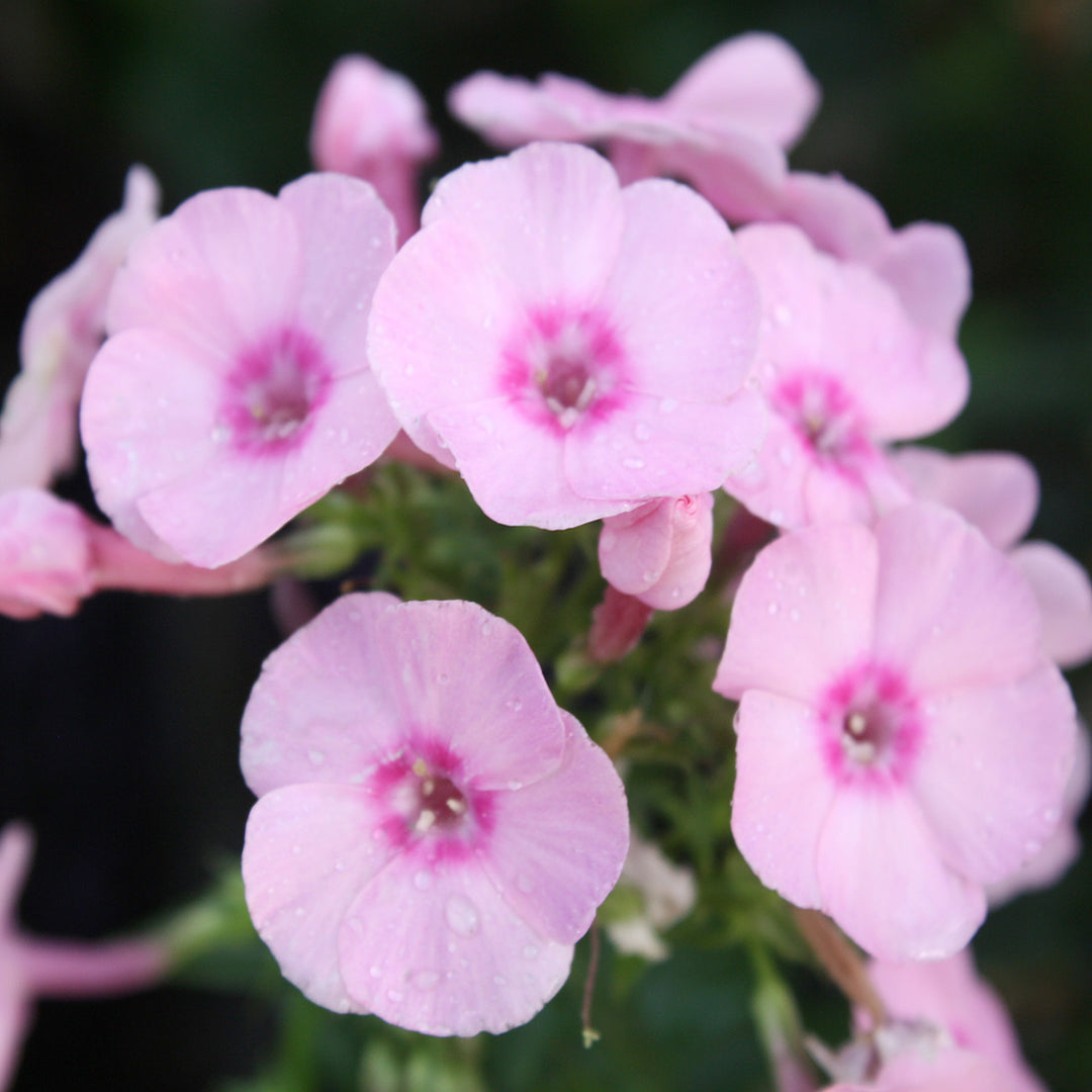 Al's Garden & Home 'Flame Pro Pink Pop' Garden Phlox (Phlox paniculata), 1 Gallon perennial