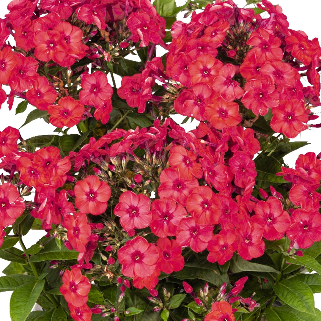 Al's Garden & Home 'Flame Watermelon' Garden Phlox (Phlox paniculata), 1 Gallon perennial