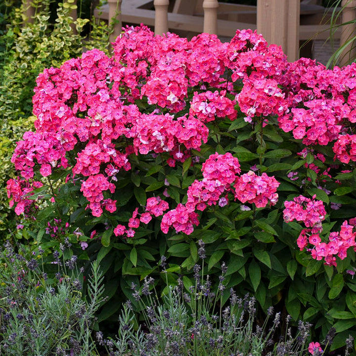 Al's Garden & Home 'Garden Girls Glamour Girl' Garden Phlox (Phlox paniculata), 1 Gallon perennial