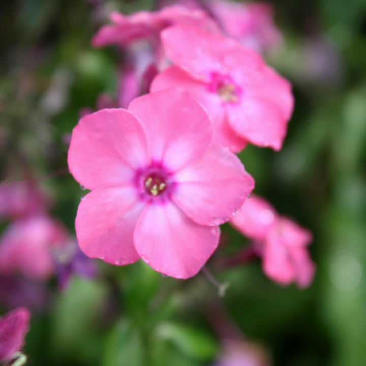 Al's Garden & Home 'Flame Coral' Garden Phlox (Phlox paniculata), 1 Gallon perennial