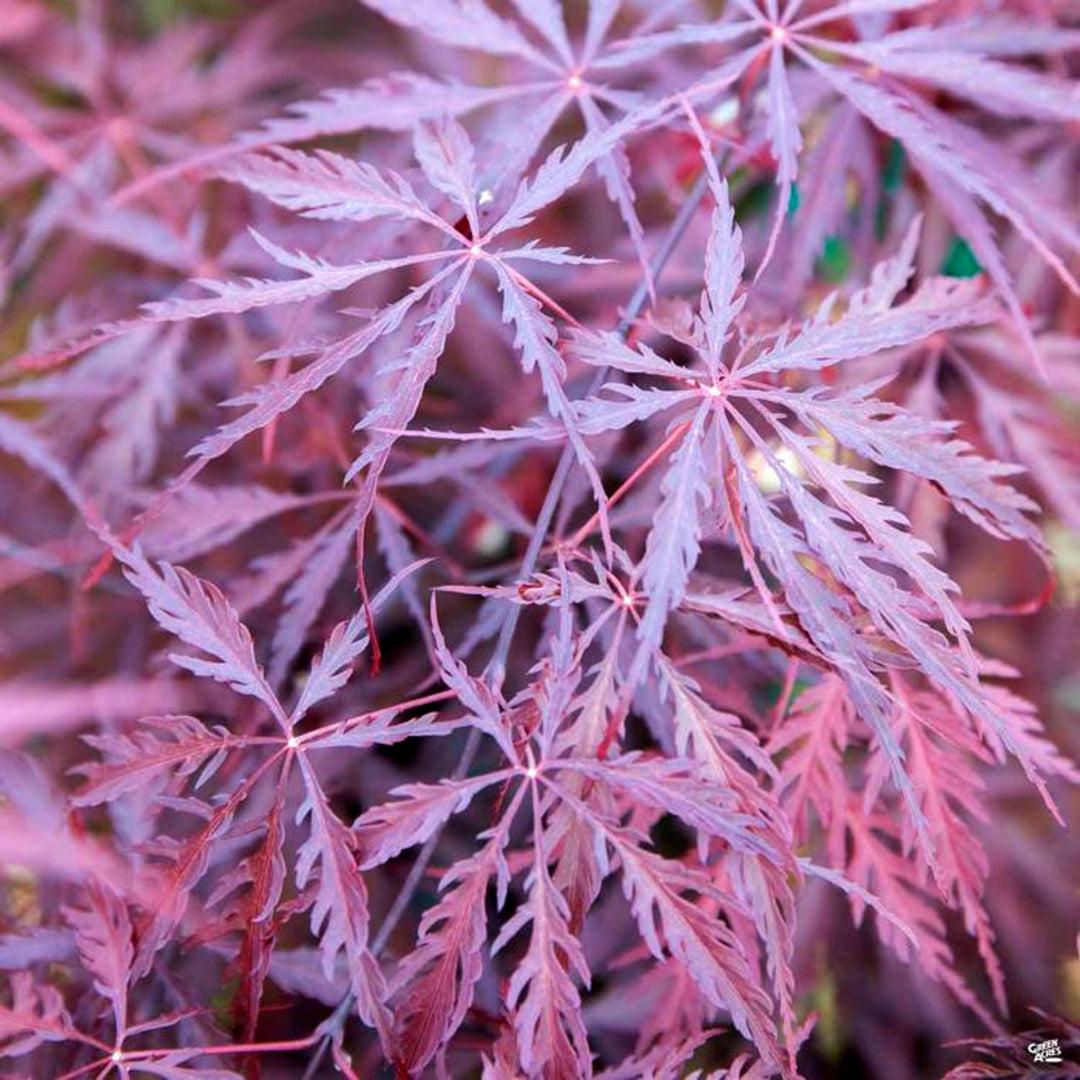 Acer palmatum var. dissectum 'Tamukeyama' Laceleaf Japanese Maple, Tree