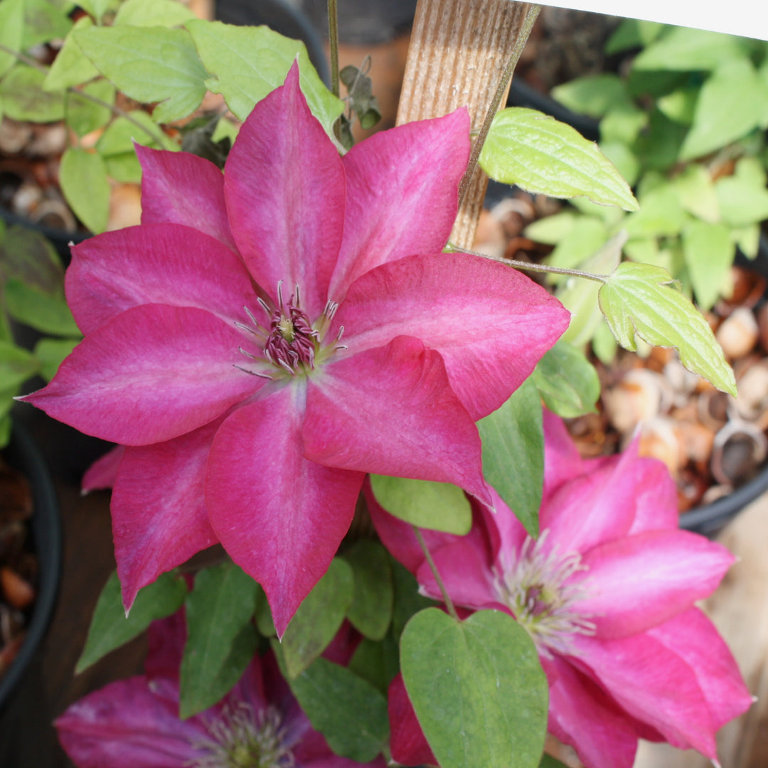 Clematis 'Evipo069' Tekla™ Clematis, Vine