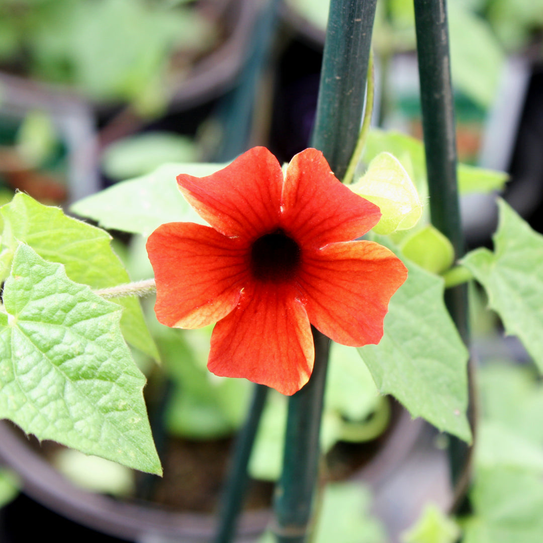 Al's Garden & Home 'Sunny Susy® Amber Stripes' Black-Eyed Susan Vine (Thunbergia alata), 1 Gallon vine annual