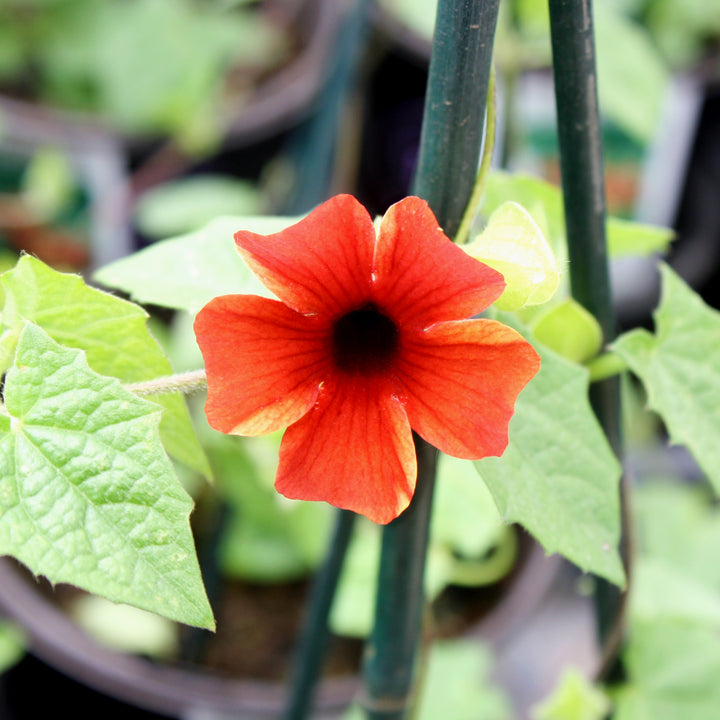 Al's Garden & Home 'Sunny Susy® Amber Stripes' Black-Eyed Susan Vine (Thunbergia alata), 1 Gallon vine annual