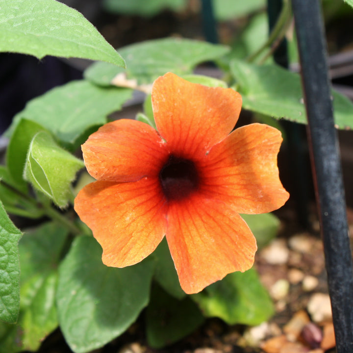 Al's Garden & Home 'Sunny Susy® Glow' Black-Eyed Susan Vine (Thunbergia alata), 1 Gallon vine annual