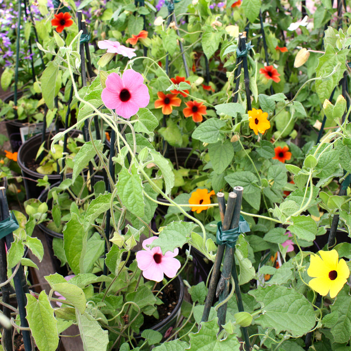 Al's Garden & Home 'Sunny Susy® Mix' Black-Eyed Susan Vine (Thunbergia alata), 1 Gallon vine annual