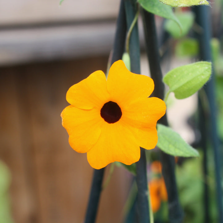 Al's Garden & Home 'Sunny Susy® New Orange' Black-Eyed Susan Vine (Thunbergia alata), 1 Gallon vine annual