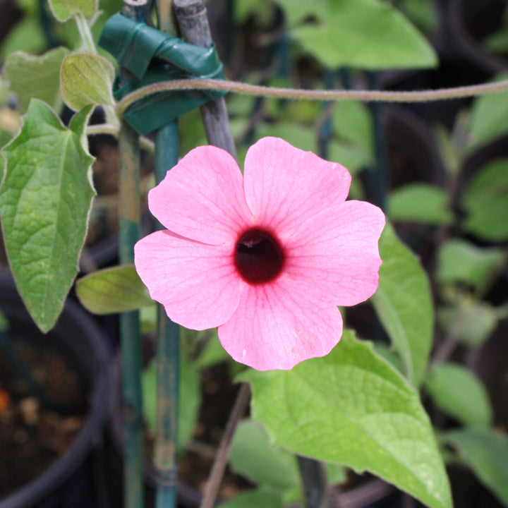 Al's Garden & Home 'Sunny Susy® Rose Sensation' Black-Eyed Susan Vine (Thunbergia alata), 1 Gallon vine annual