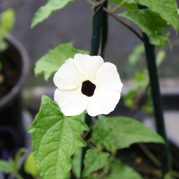 Al's Garden & Home 'Sunny Susy® White Halo' Black-Eyed Susan Vine (Thunbergia alata), 1 Gallon vine annual