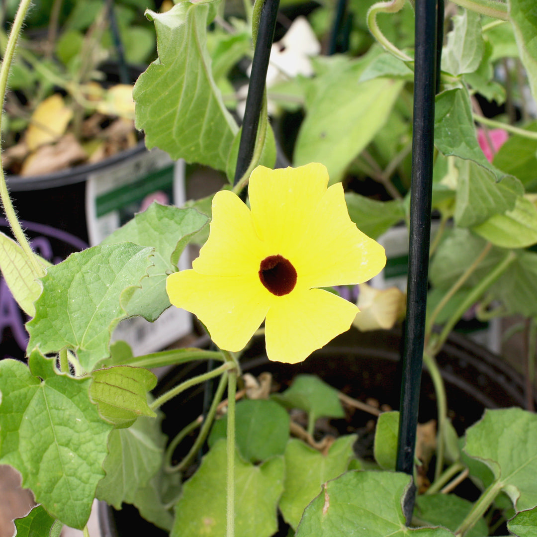 Al's Garden & Home 'Sunny Susy® Yellow Dark Eye' Black-Eyed Susan Vine (Thunbergia alata), 1 Gallon vine annual