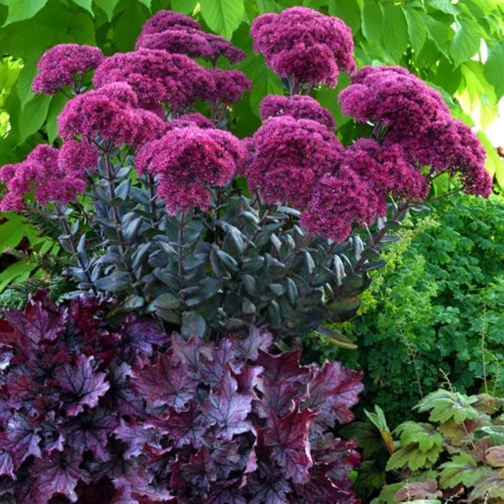 Al's Garden and Home Tall Sedums