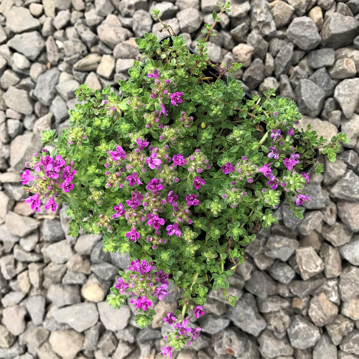 Skagit Horticulture 'Pink Chintz' Creeping Thyme (Thymus serpyllum), 4 Inch perennial