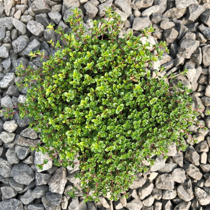 Little Prince of Oregon 'Coccineus (Red Creeping Thyme)' Mother of Thyme (Thymus praecox), 4 Inch perennial