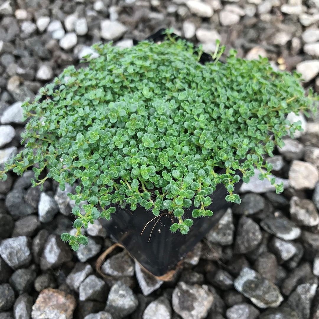 Skagit Horticulture 'Elfin' Creeping Thyme (Thymus serpyllum), 4 Inch perennial