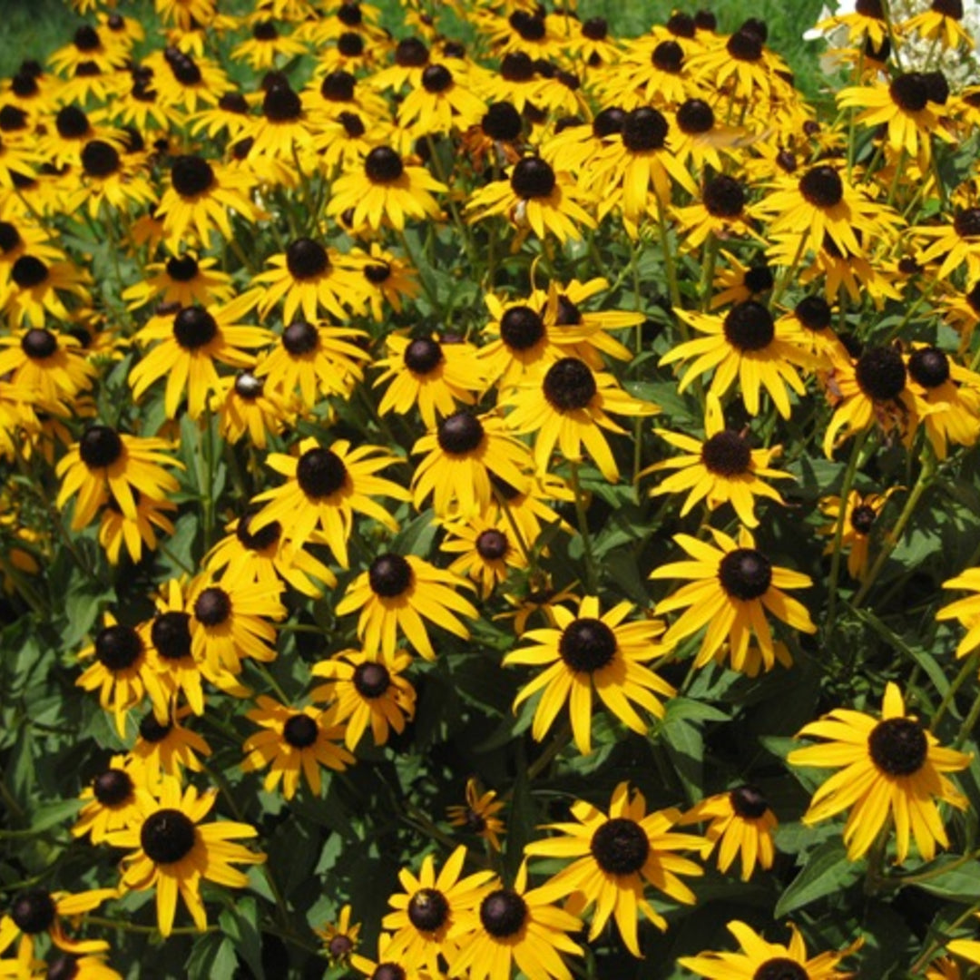 Al's Garden & Home 'Little Goldstar' Hardy Black Eyed Susan (Rudbeckia), 1 Gallon perennial
