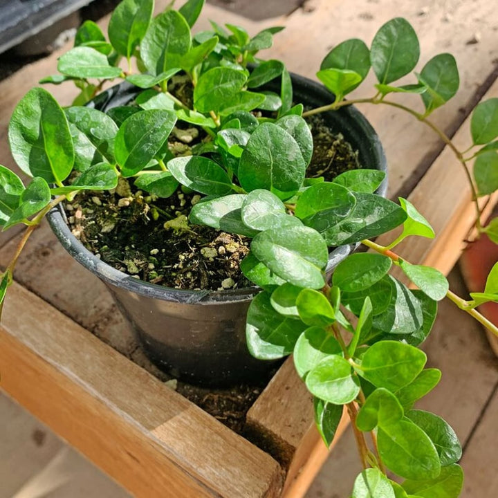 Al's Garden & Home 'Bowles' Dwarf Periwinkle (Vinca minor), 4 Inch perennial