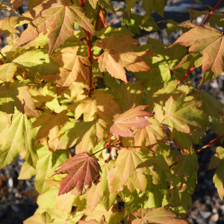 Al's Garden & Home 'Pacific Fire' Vine Maple (Acer circinatum), 3 Gallon tree