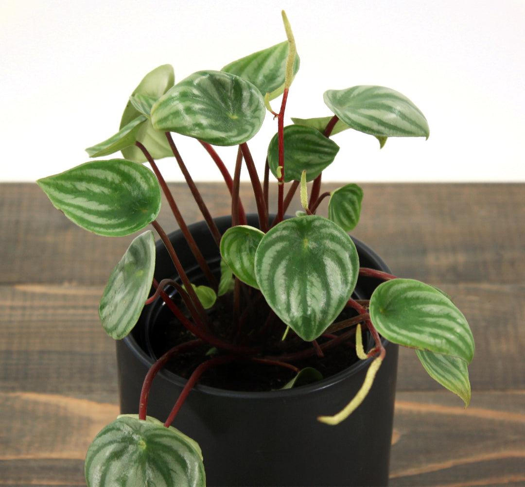 Superior Plant Sales generic Watermelon Peperomia (Peperomia argyreia), 4 Inch houseplant