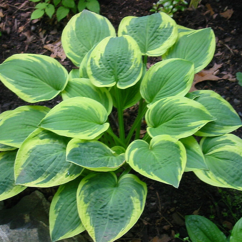 Hosta 'Wide Brim' Hosta, Perennial