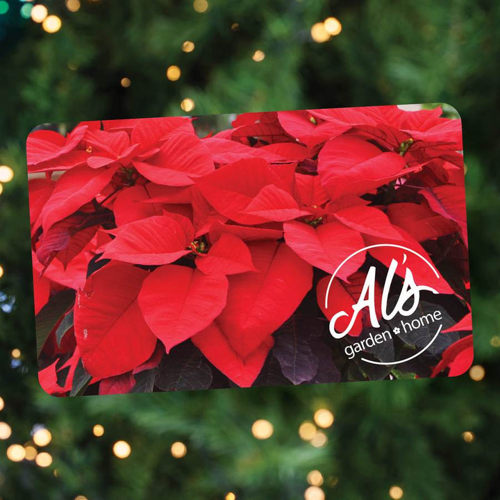 Gift Card - Holiday Poinsettia