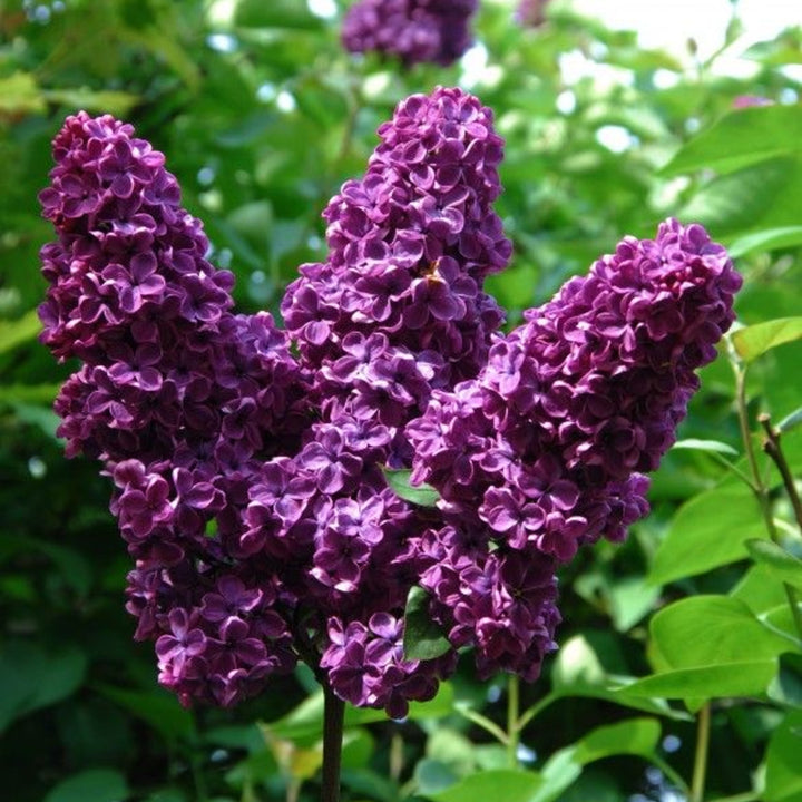 Syringa vulgaris 'Yankee Doodle' Common Lilac, Shrub