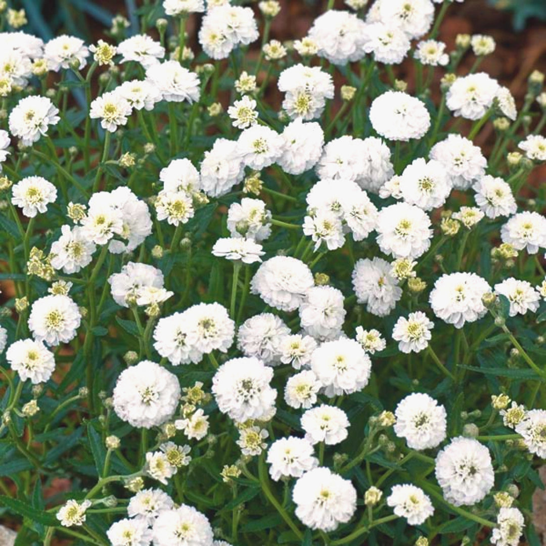 Al's Garden & Home 'Marshmallow' Yarrow (Achillea), 1 Gallon 