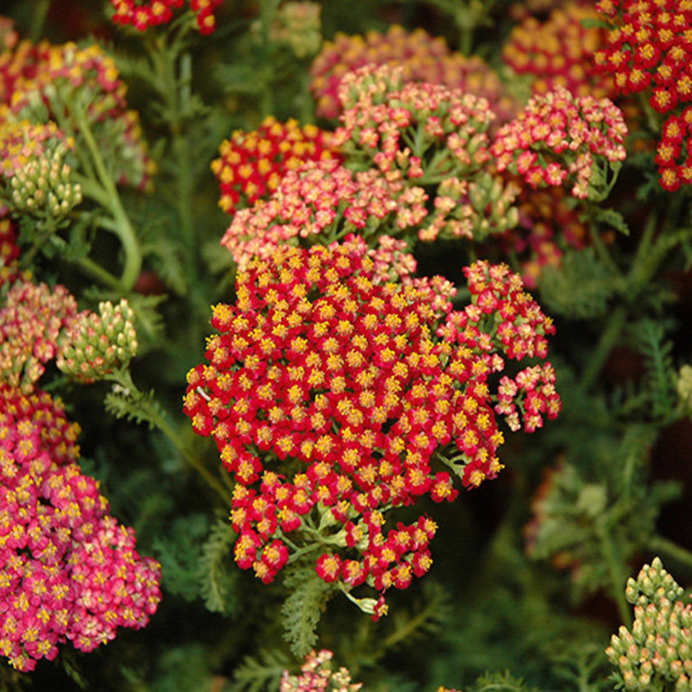 Al's Garden & Home 'New Vintage Red' Yarrow (Achillea), 1 Gallon 