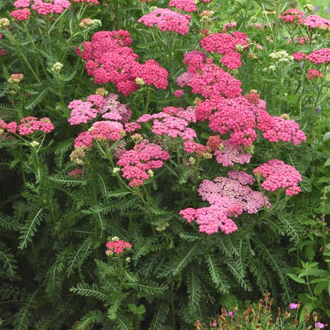 Al's Garden & Home 'New Vintage Rose' Yarrow (Achillea), 1 Gallon 