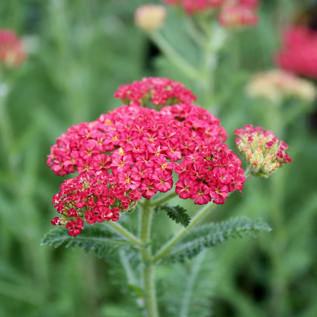 Al's Garden & Home 'Skysail Bright Pink' Yarrow (Achillea), 2 Gallon 