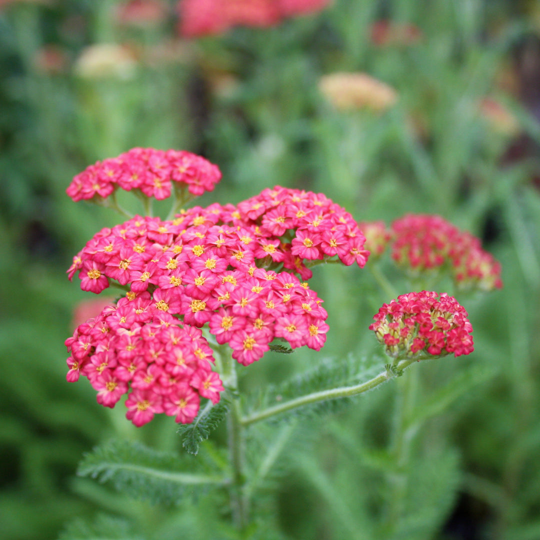 Al's Garden & Home 'Skysail Bright Pink' Yarrow (Achillea), 2 Gallon 