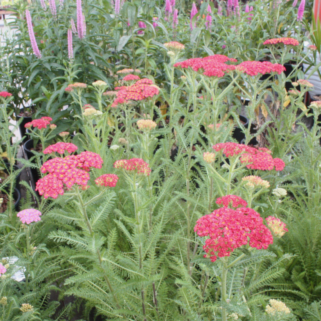 Al's Garden & Home 'Skysail Bright Pink' Yarrow (Achillea), 2 Gallon 