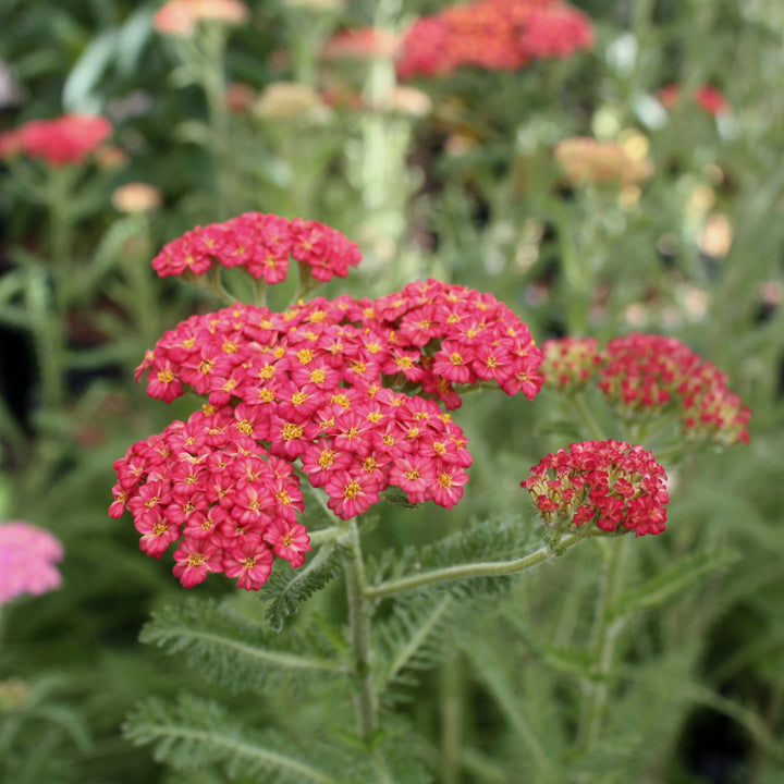 Al's Garden & Home 'Skysail Bright Pink' Yarrow (Achillea), 2 Gallon 