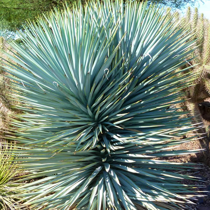 Al's Garden & Home 'Blue Sentry' Yucca, 1 Gallon perennial