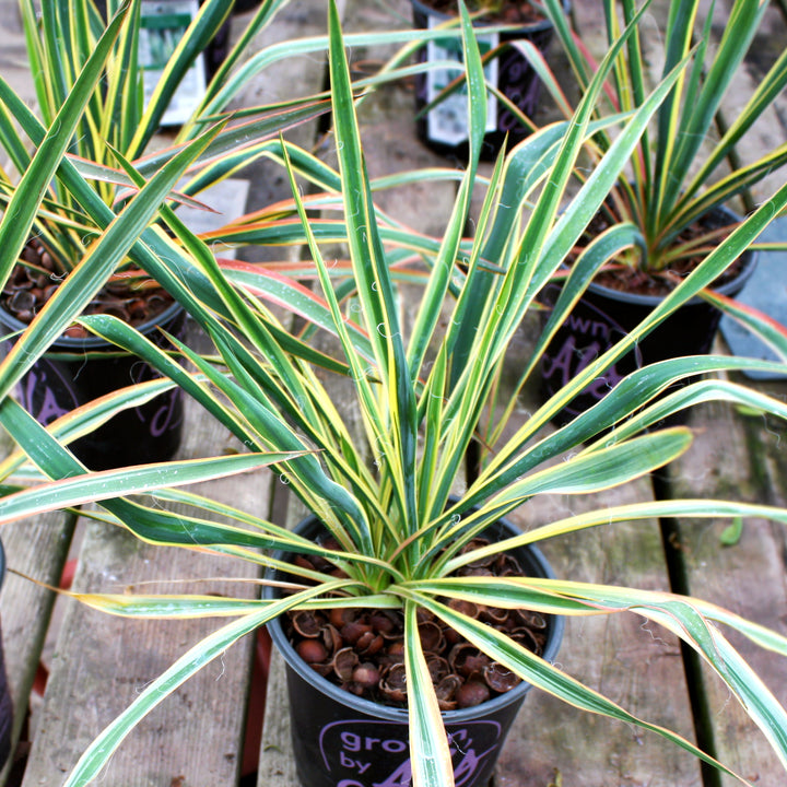 Al's Garden & Home 'Bright Edge' Yucca, 1 Gallon perennial