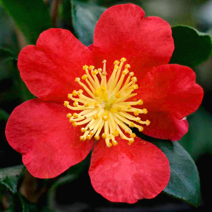 Camellia sasanqua 'Yuletide' Camellia, Shrub