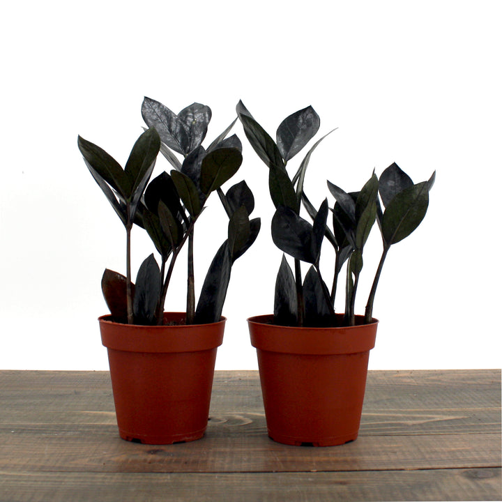 Al's Garden & Home 'Oscura' ZZ Plant (Zamioculcus zamiifolia), 4 Inch houseplant