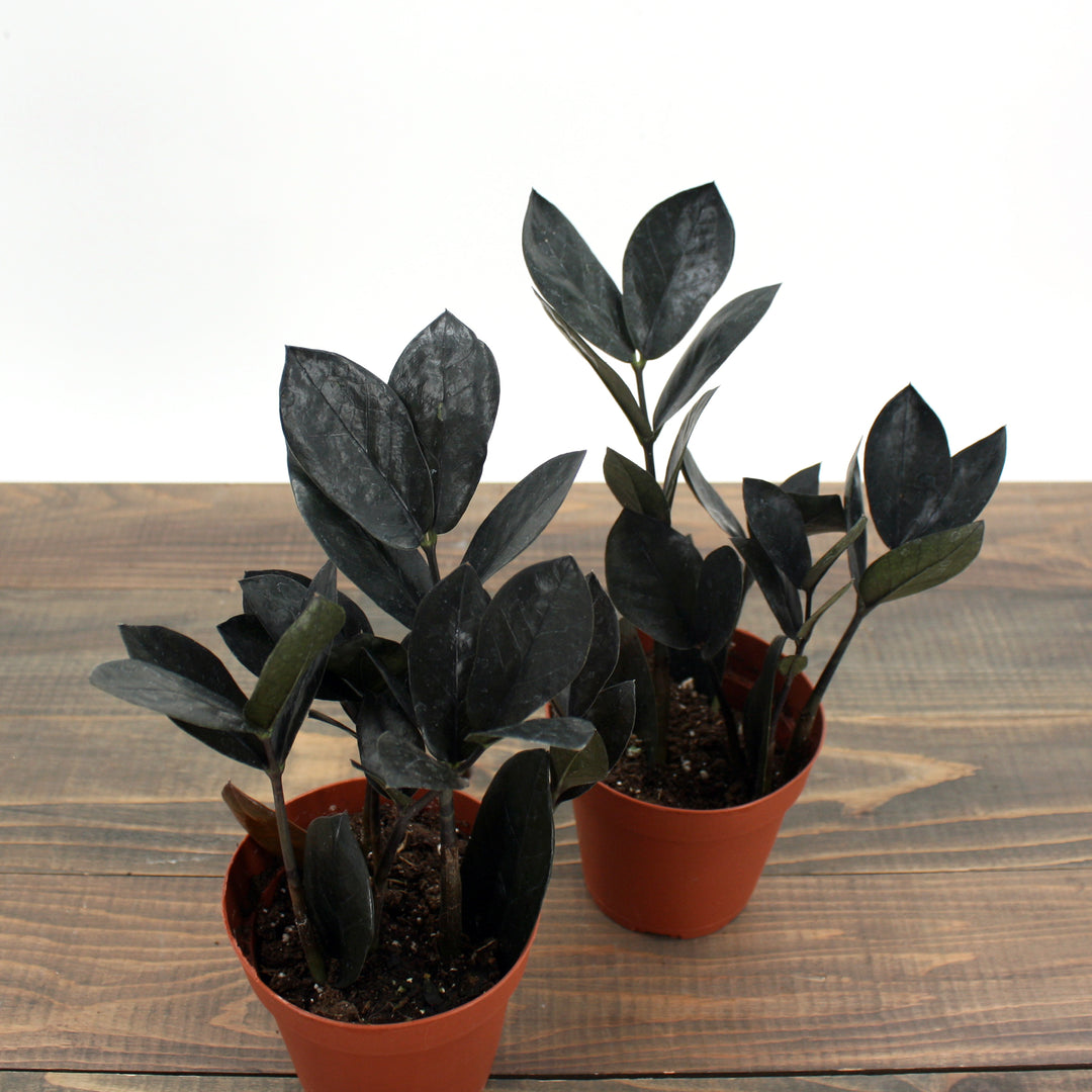 Al's Garden & Home 'Oscura' ZZ Plant (Zamioculcus zamiifolia), 4 Inch houseplant