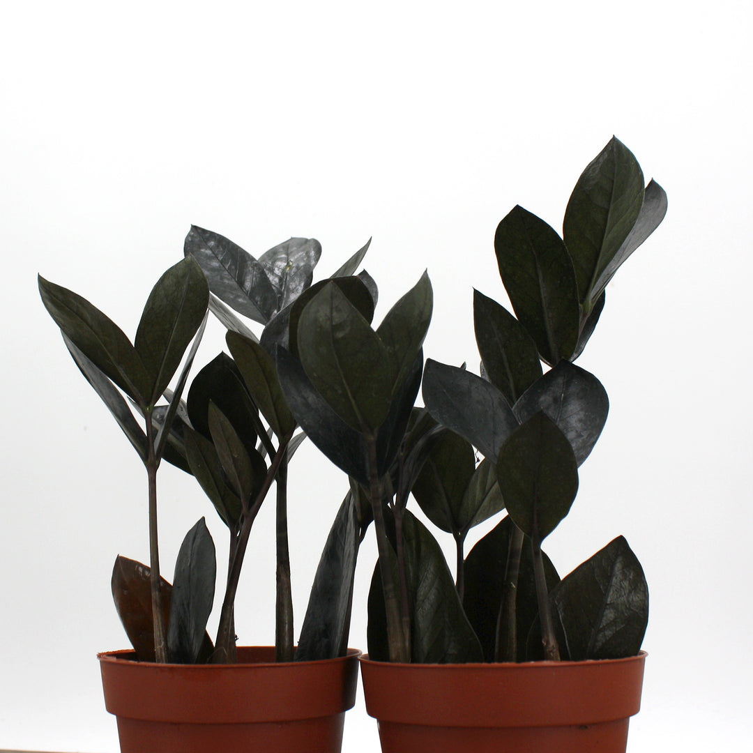 Al's Garden & Home 'Oscura' ZZ Plant (Zamioculcus zamiifolia), 4 Inch houseplant