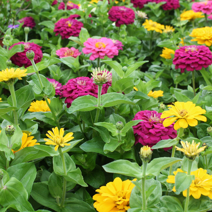 Al's Garden & Home 'Assorted' Zinnia, 6 Inch annual