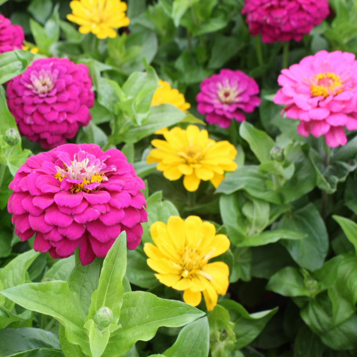 Al's Garden & Home 'Assorted' Zinnia, 6 Inch annual