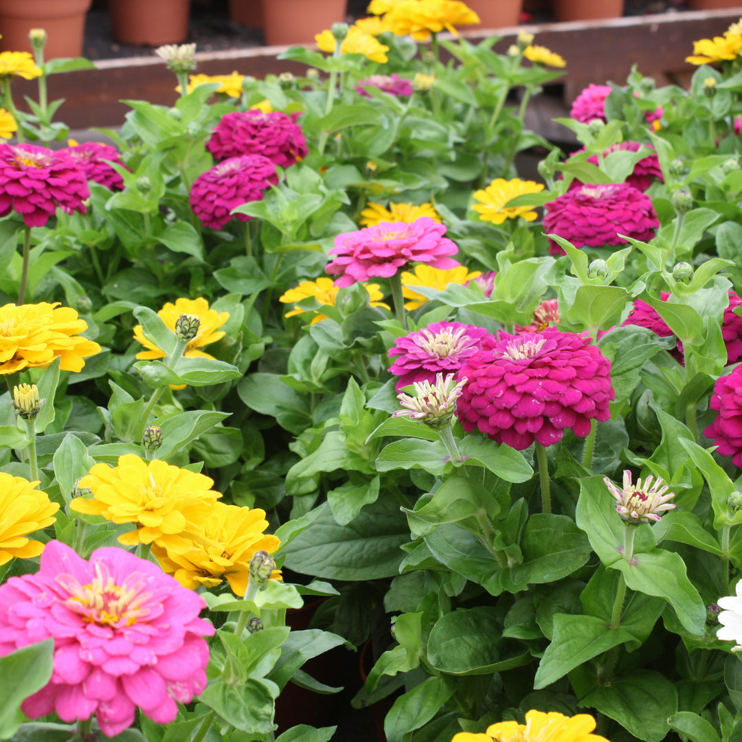 Al's Garden & Home 'Assorted' Zinnia, 6 Inch annual