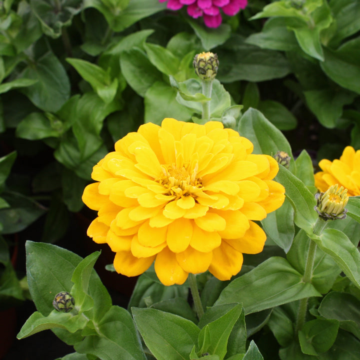 Al's Garden & Home 'Assorted' Zinnia, 6 Inch annual